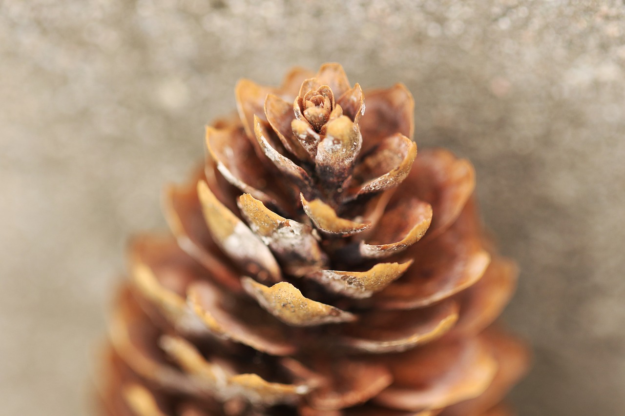 pinecone nature forest free photo