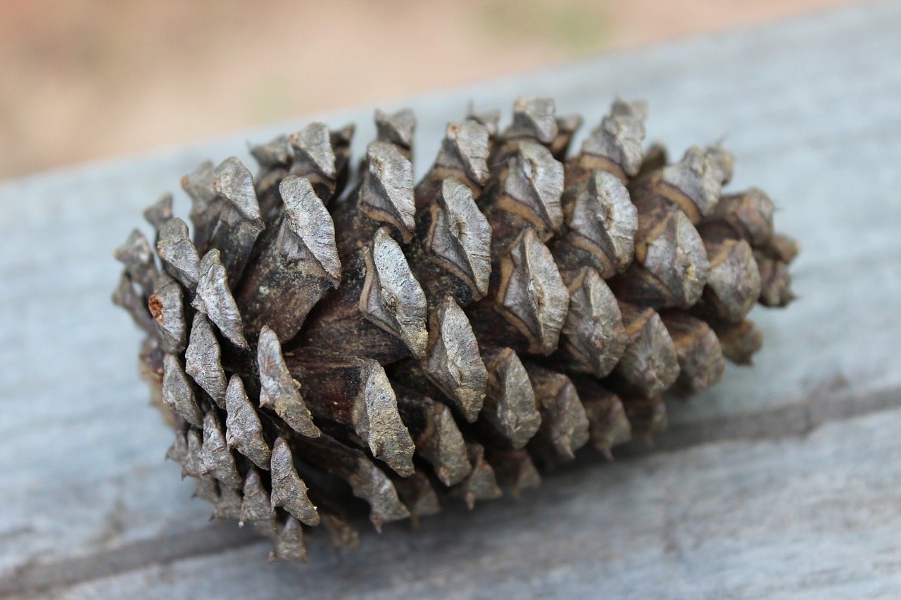 pinecone nature tree free photo