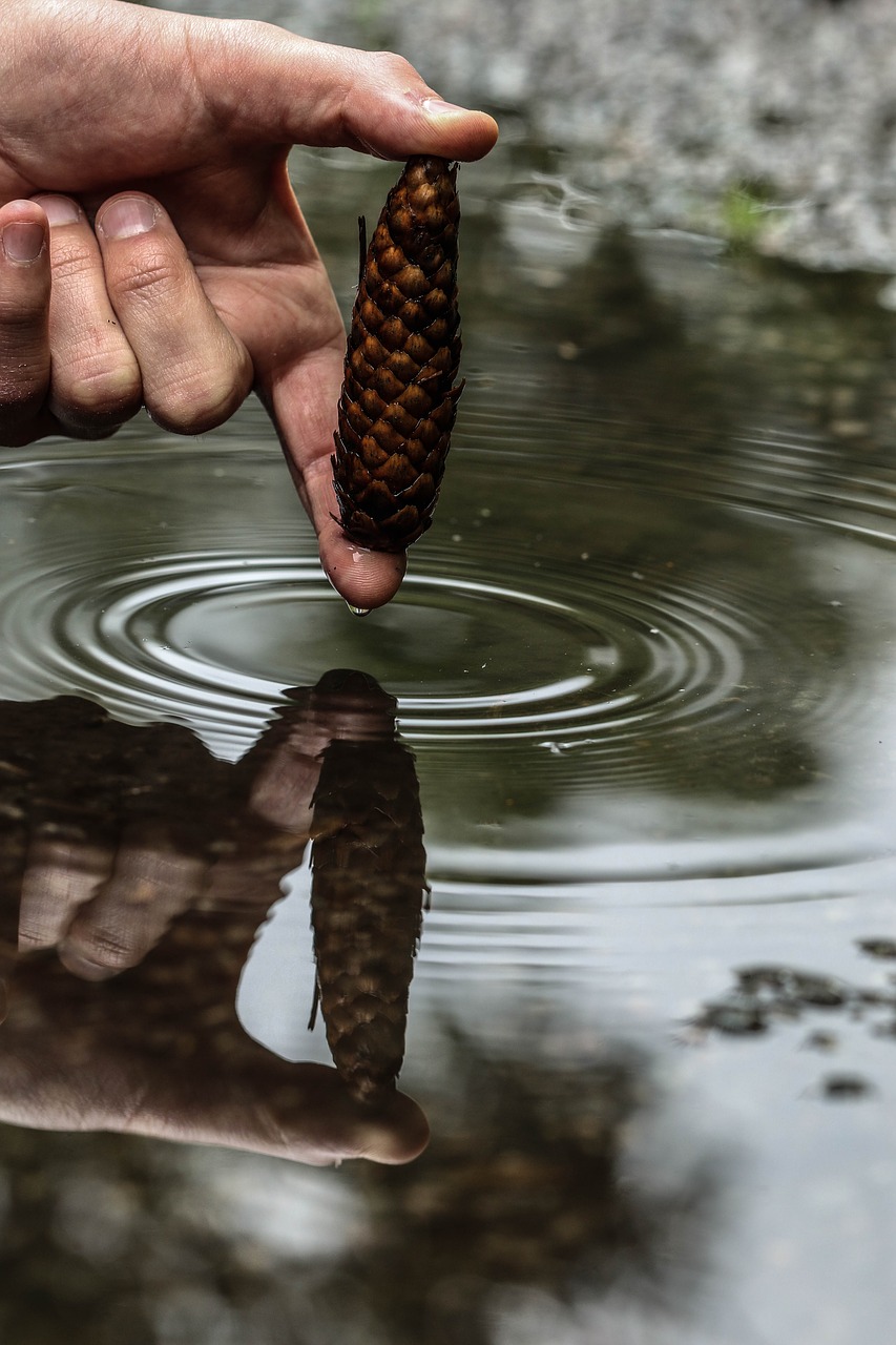 pinecone cone puddle free photo