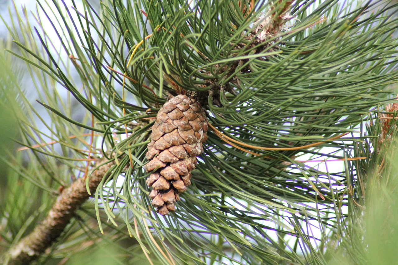 pinecone fir tree free photo