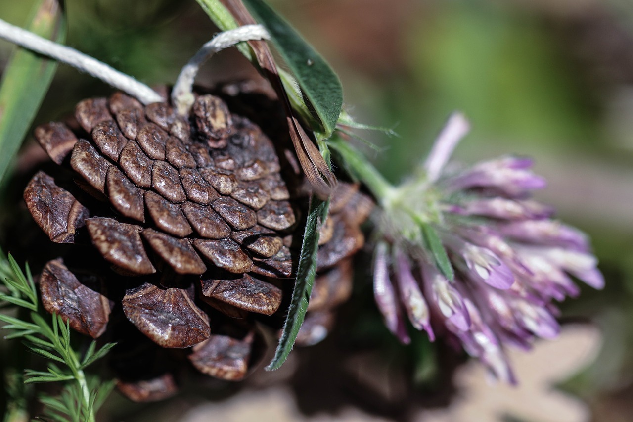 pinecone wild flower nature free photo