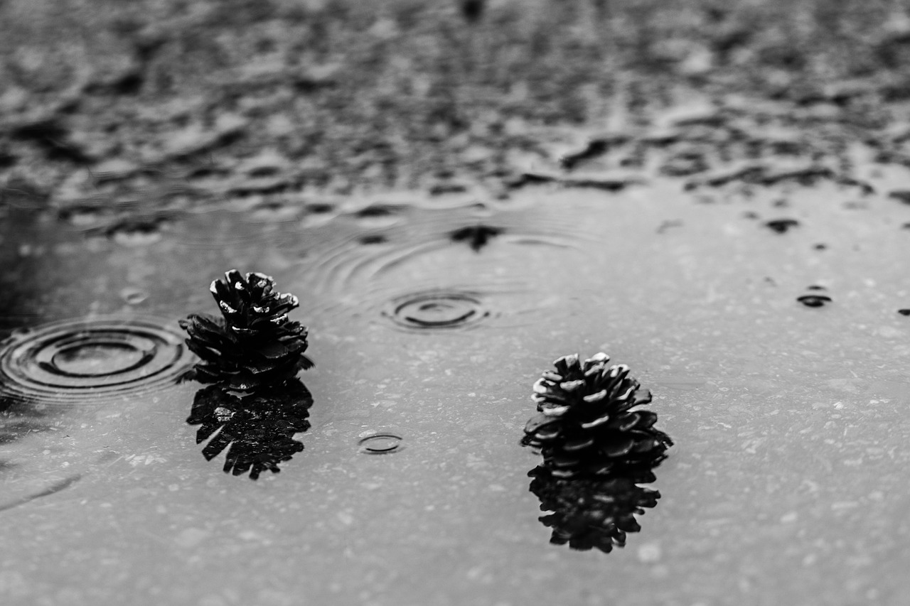 pinecone puddle rain free photo