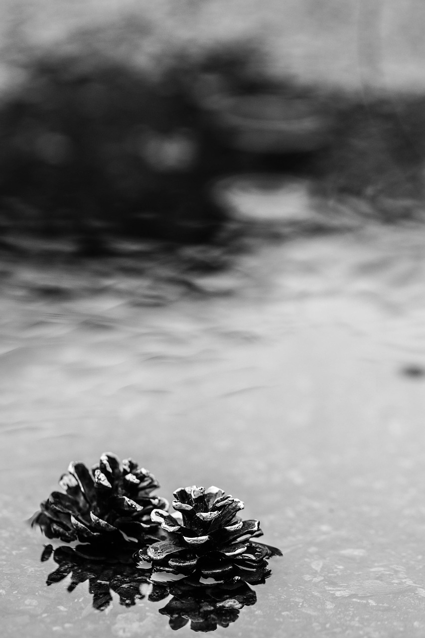 pinecone puddle rain free photo