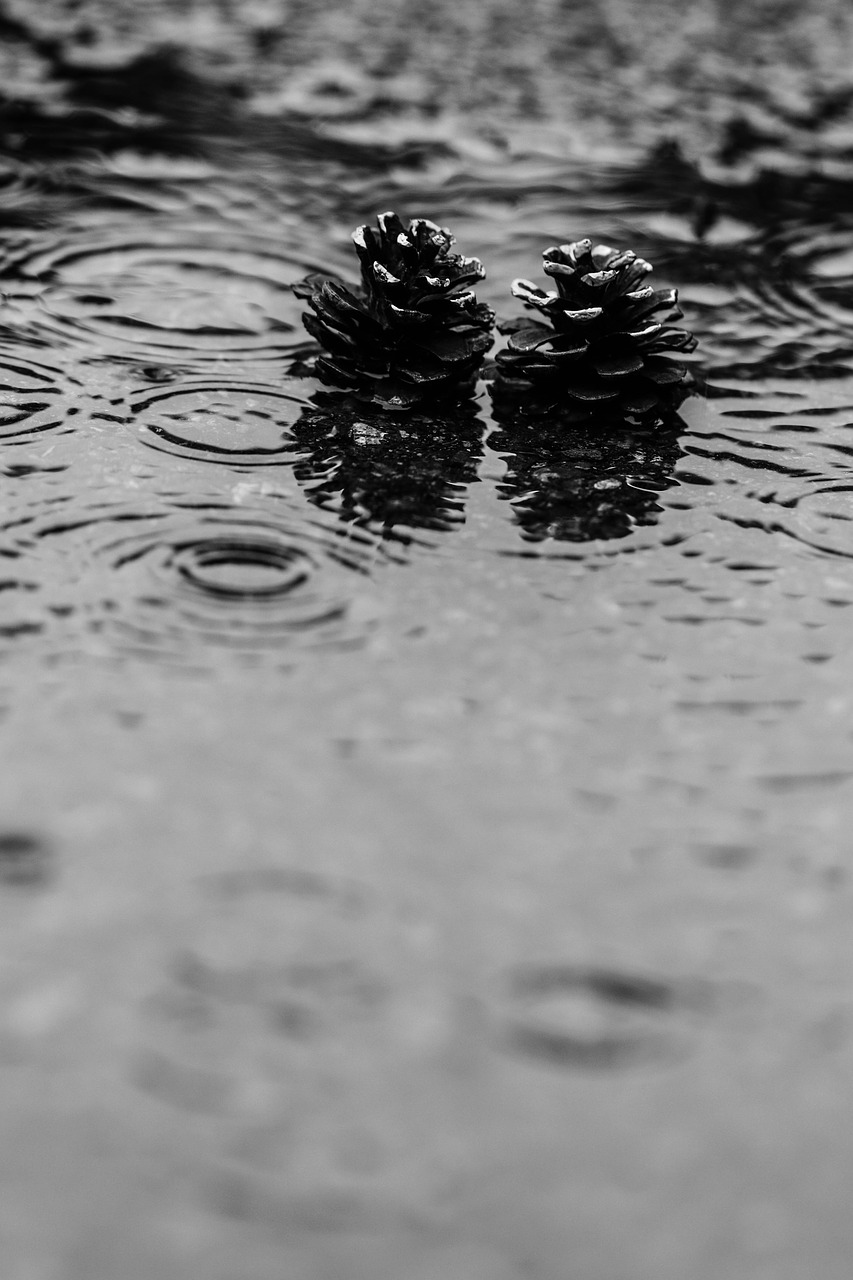 pinecone puddle rain free photo