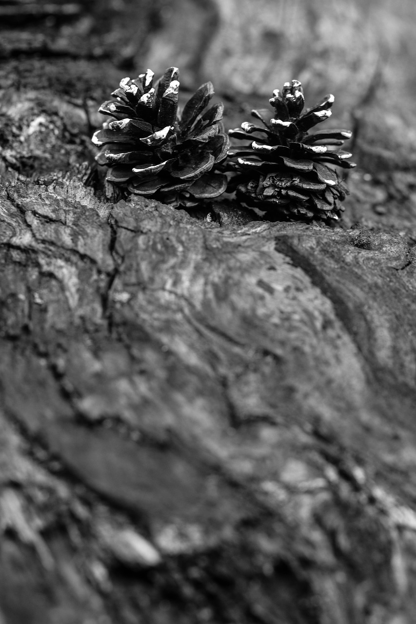 pinecone wood nature free photo