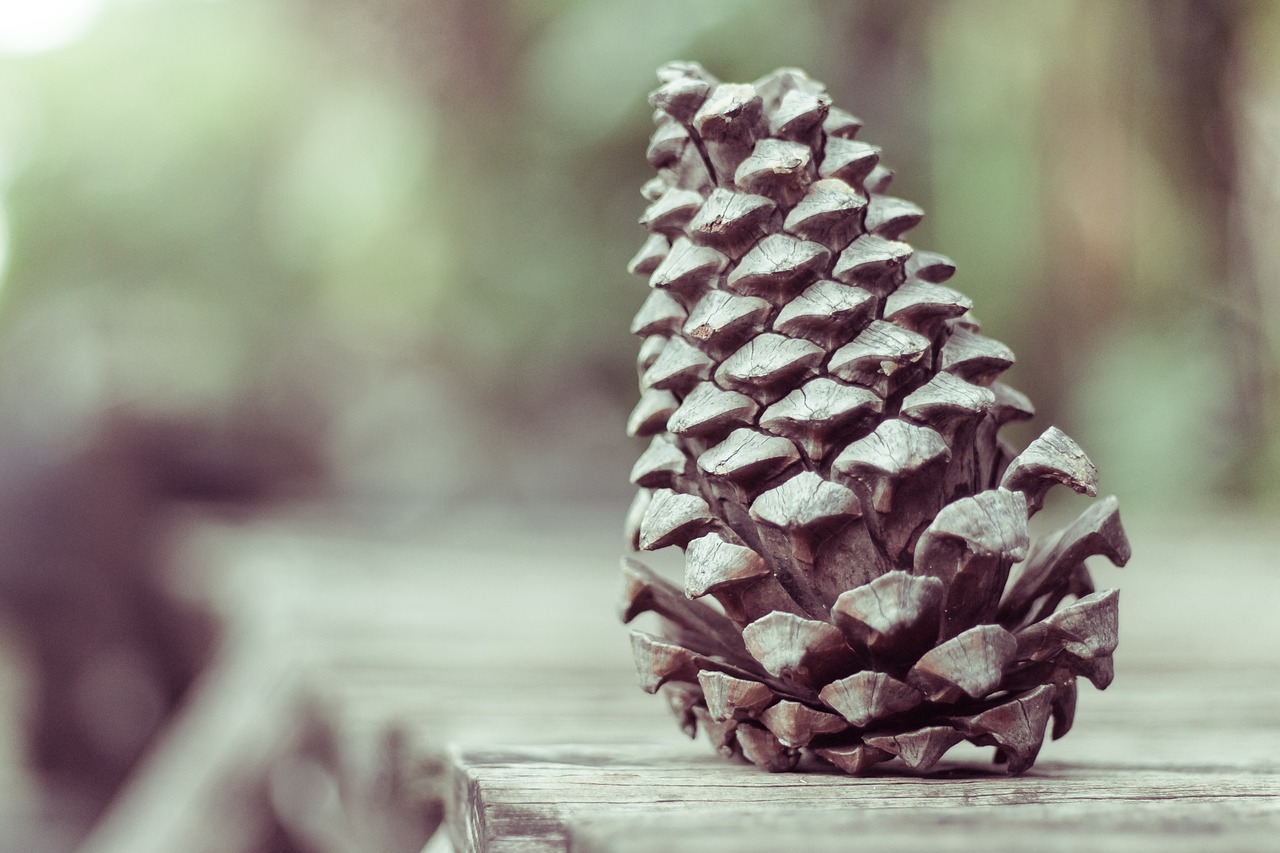pinecone conifer reproduction free photo
