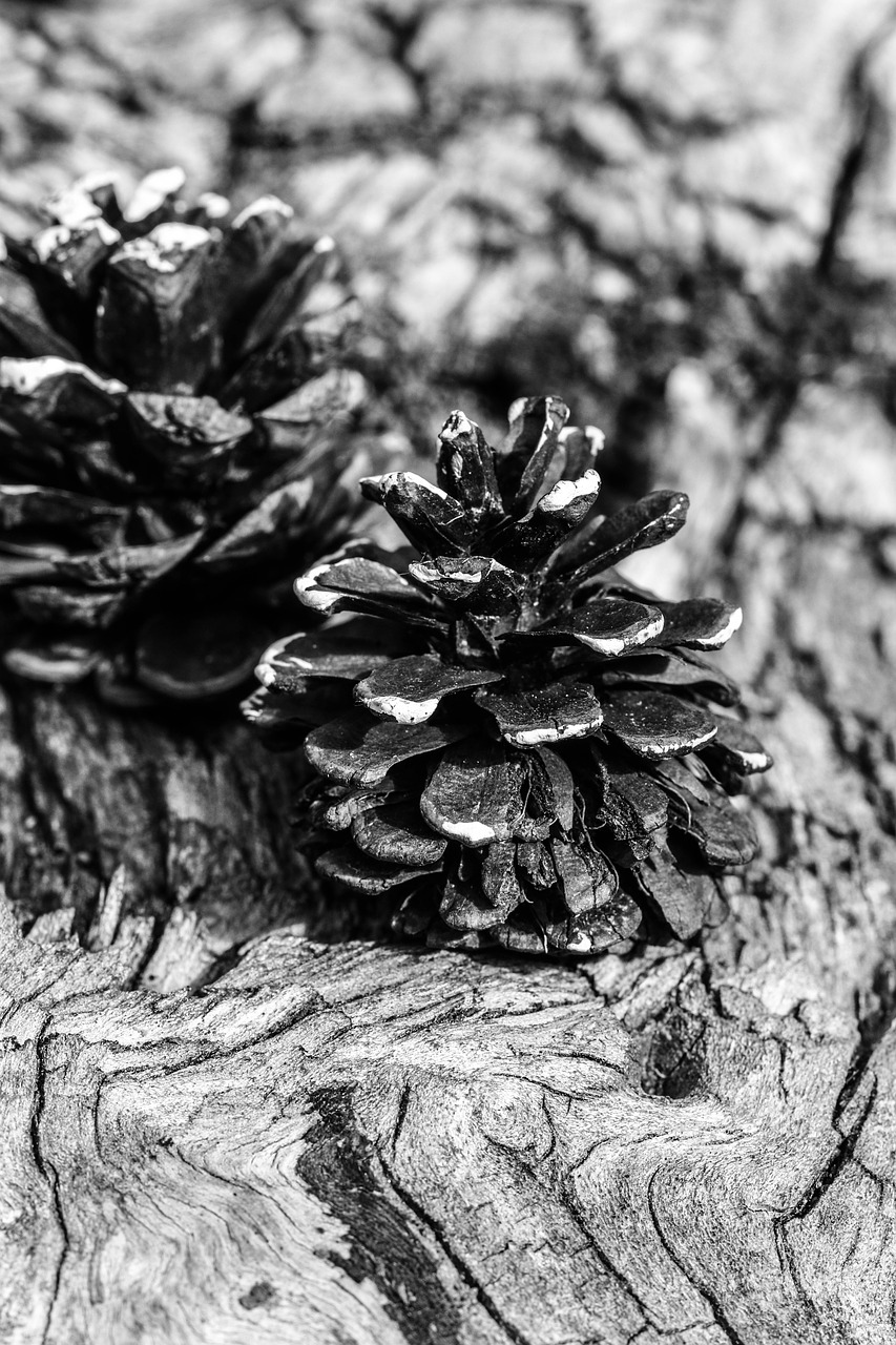pinecone black and white nature free photo