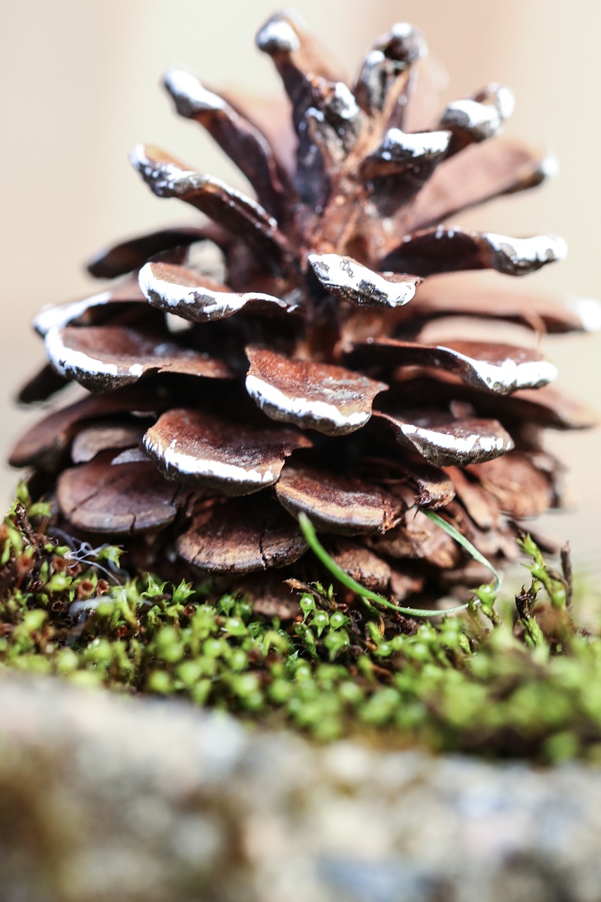 pinecone nature cone free photo