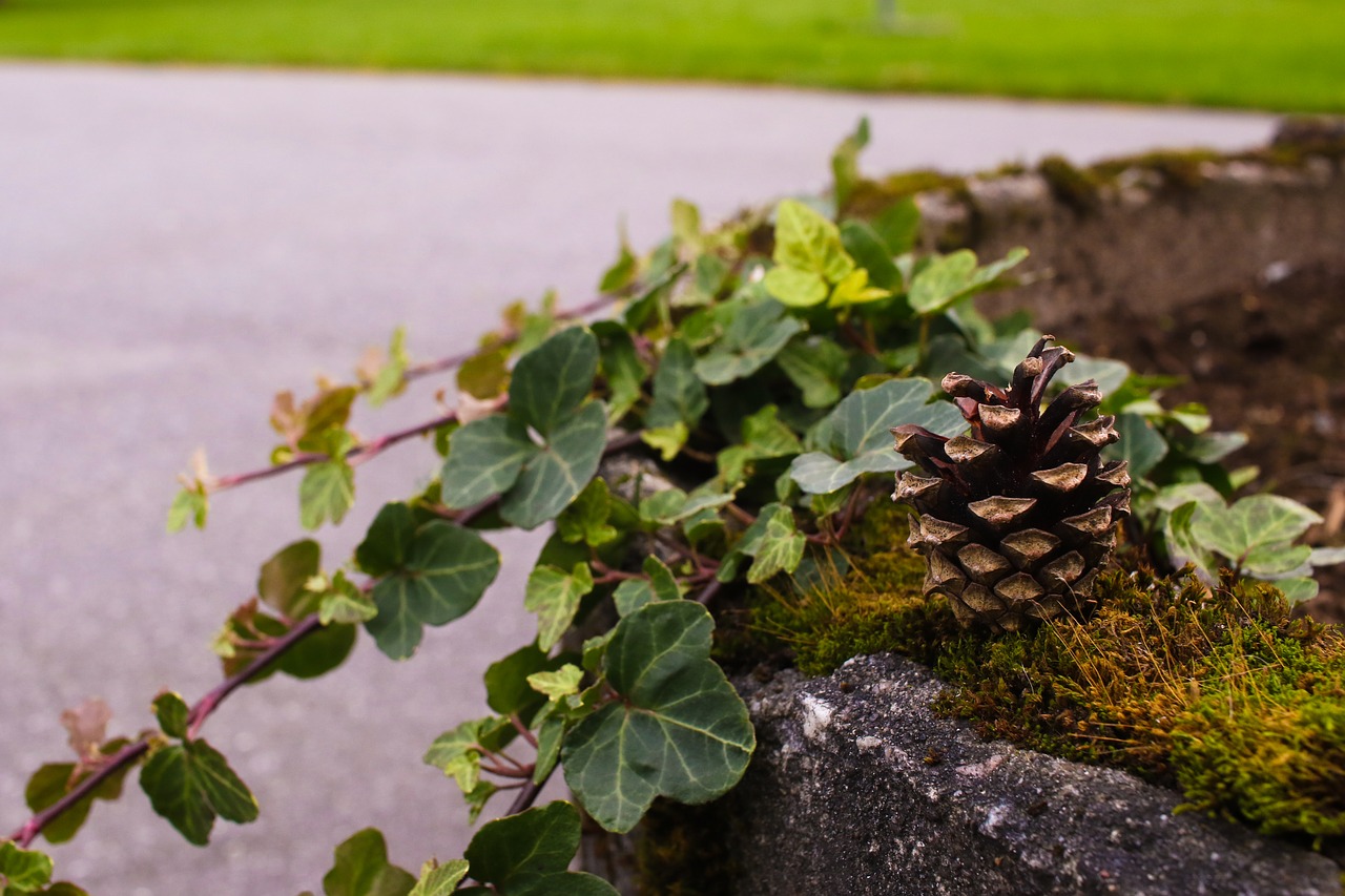 pinecone autumn leaves free photo