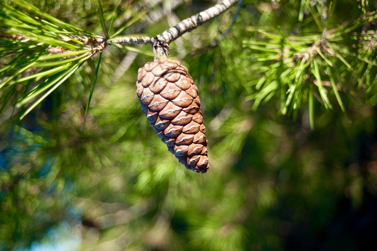 pinecone conifer nature free photo
