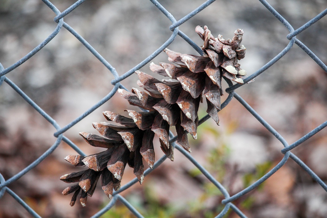 pinecone  fence  outdoors free photo