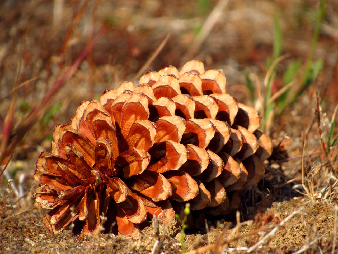 pinecone  pine  cone free photo