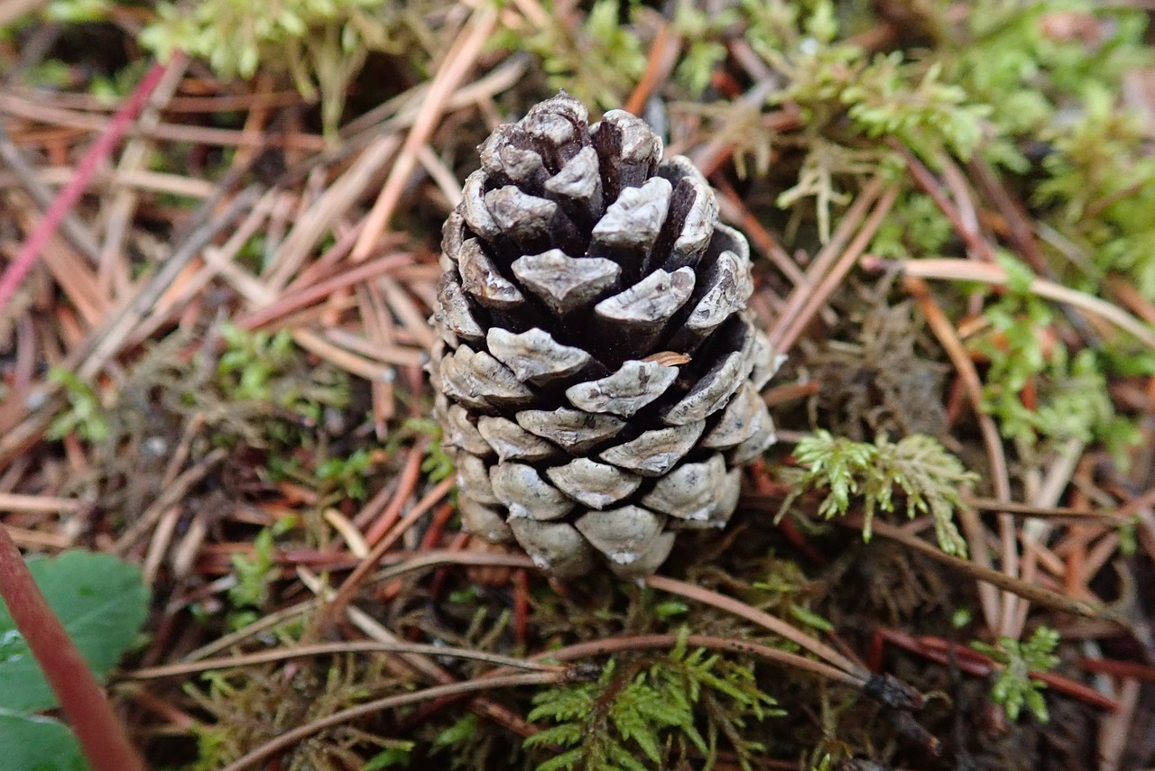 pinecone  pine  nature free photo