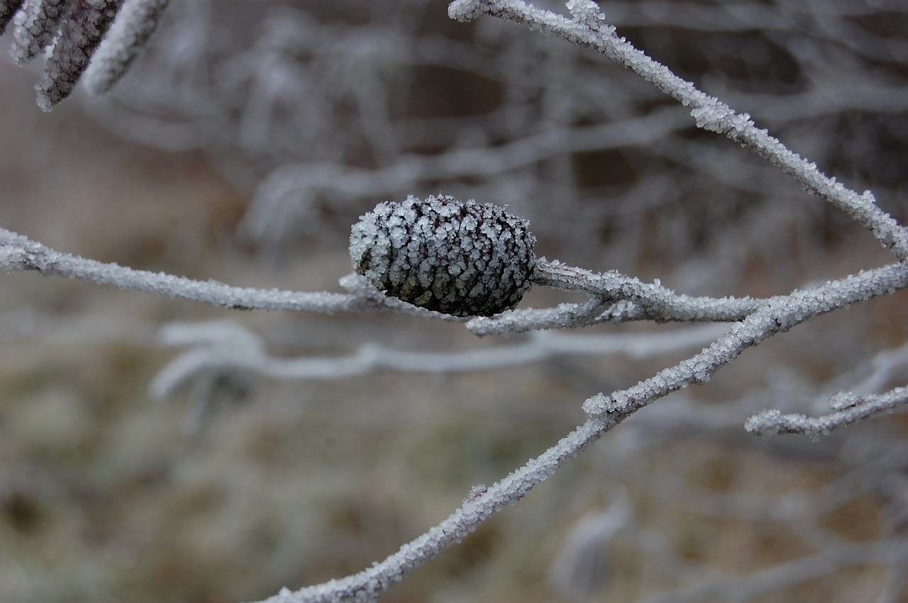 pinecone  gel  frozen free photo