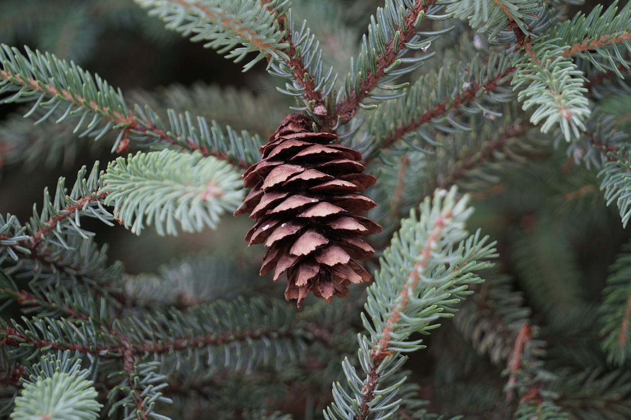 pinecone  fir  nature free photo