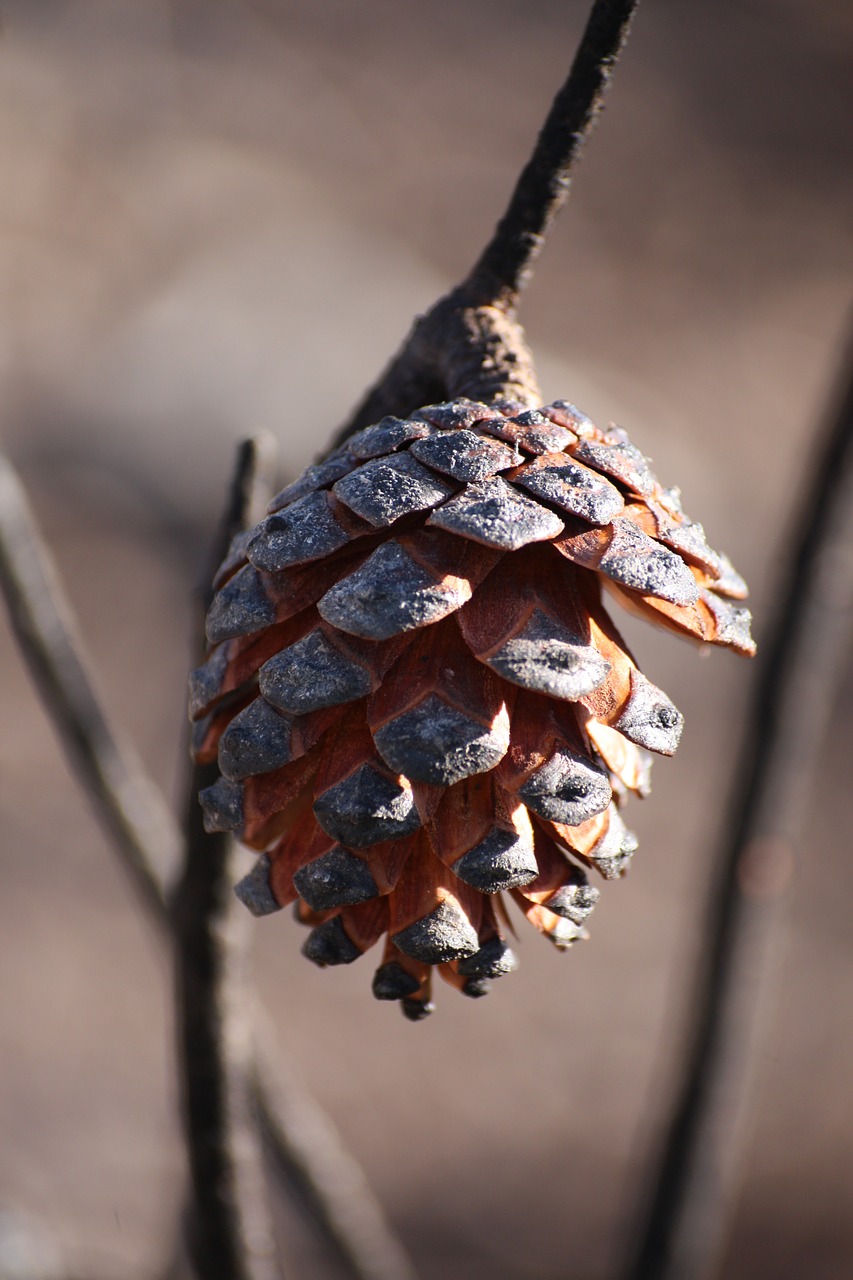 pinecone forest nature free photo