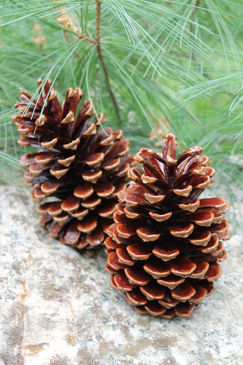 pinecone nature pine free photo