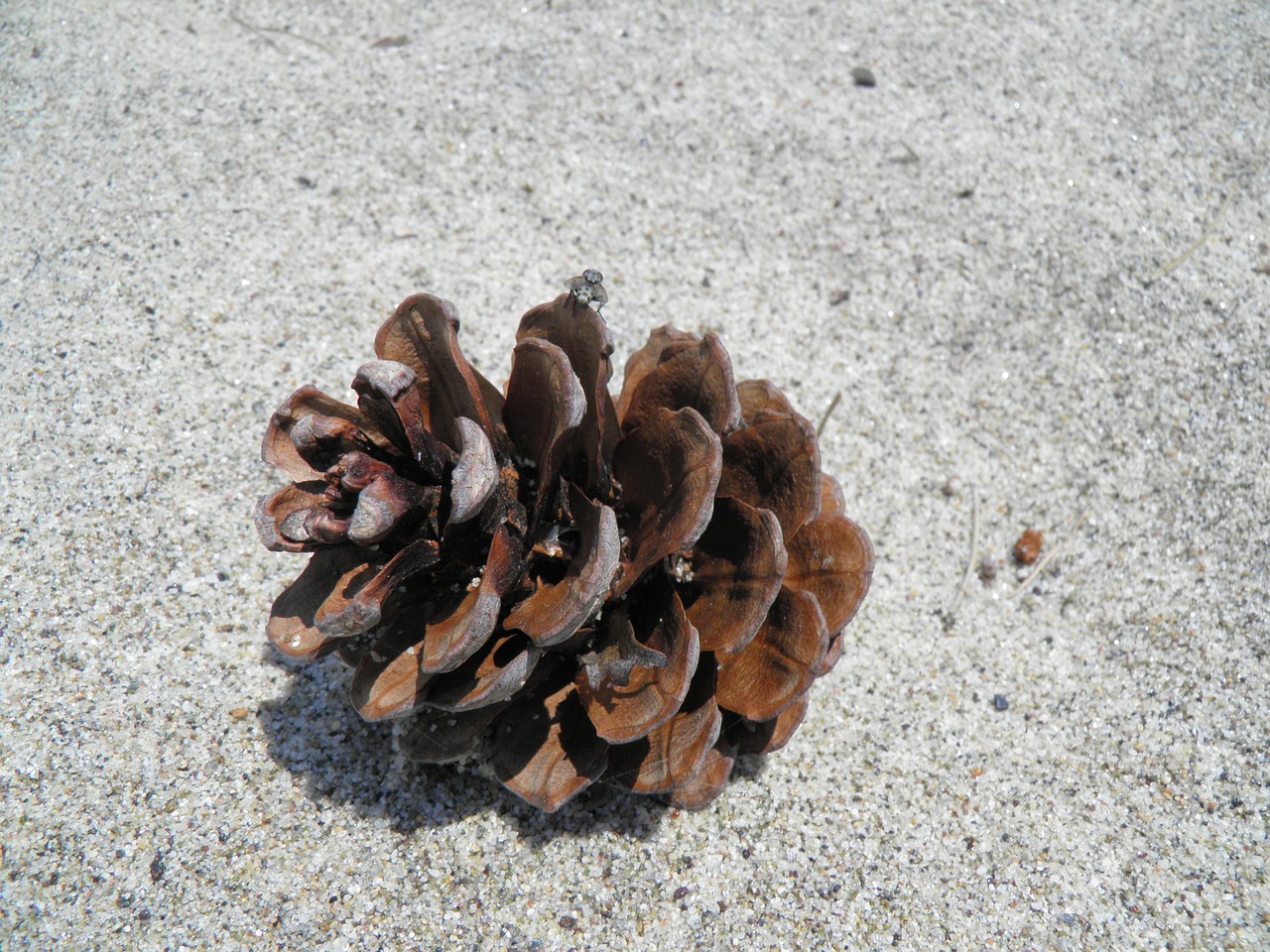 pinecone cone dried free photo