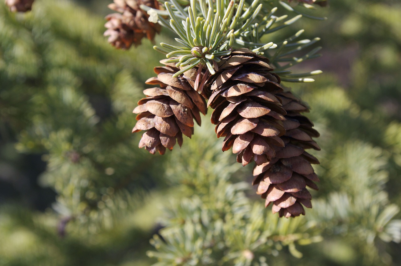 pinecone pine tree tree free photo