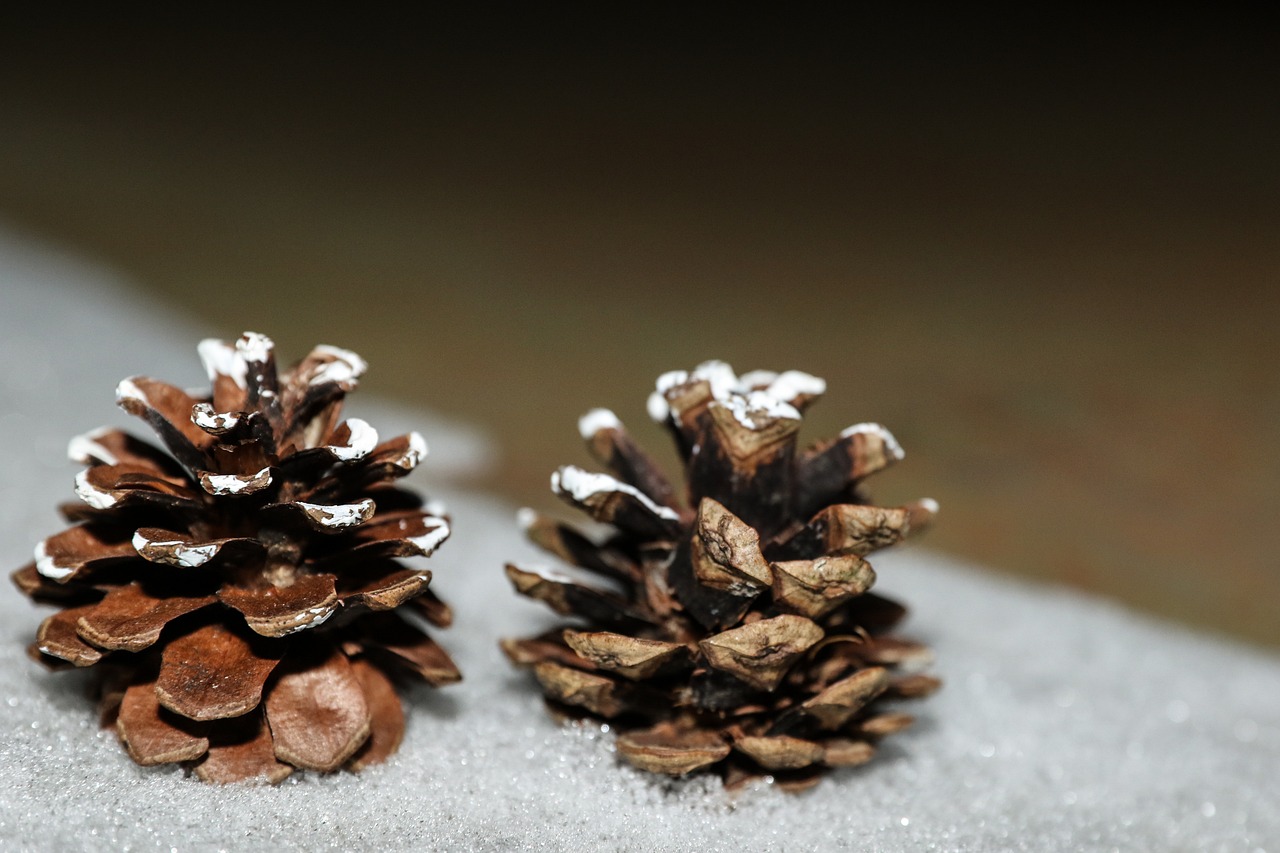 pinecones winter nature free photo