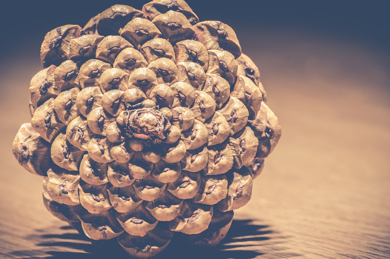 pinecones pine cone nature free photo