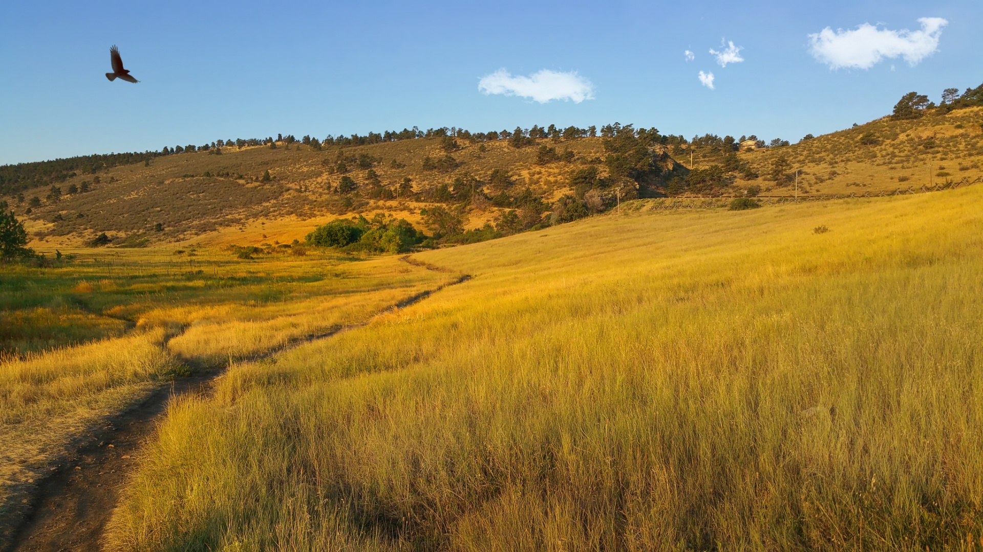 pineridge natural area landscape grasses free photo