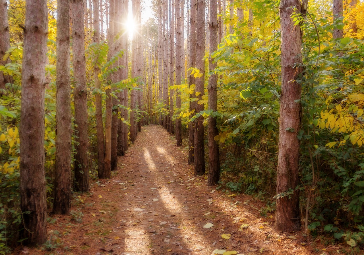 pines  hiking  path free photo