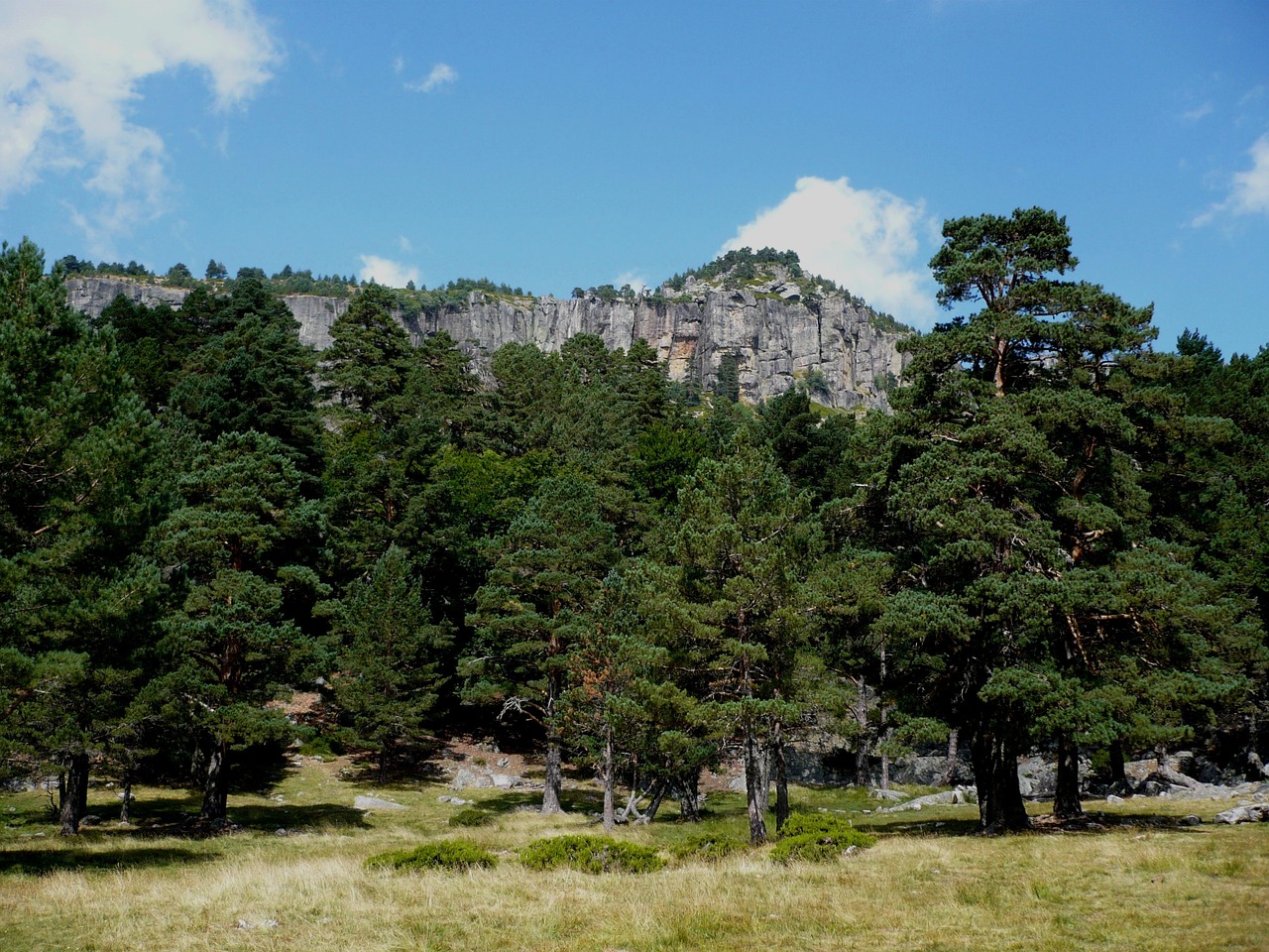 pinewood mountain landscape free photo