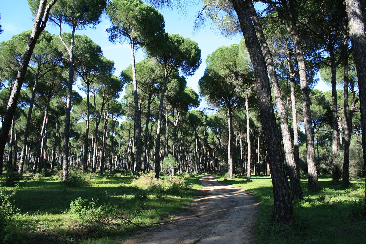 pinewood stone pine trail free photo