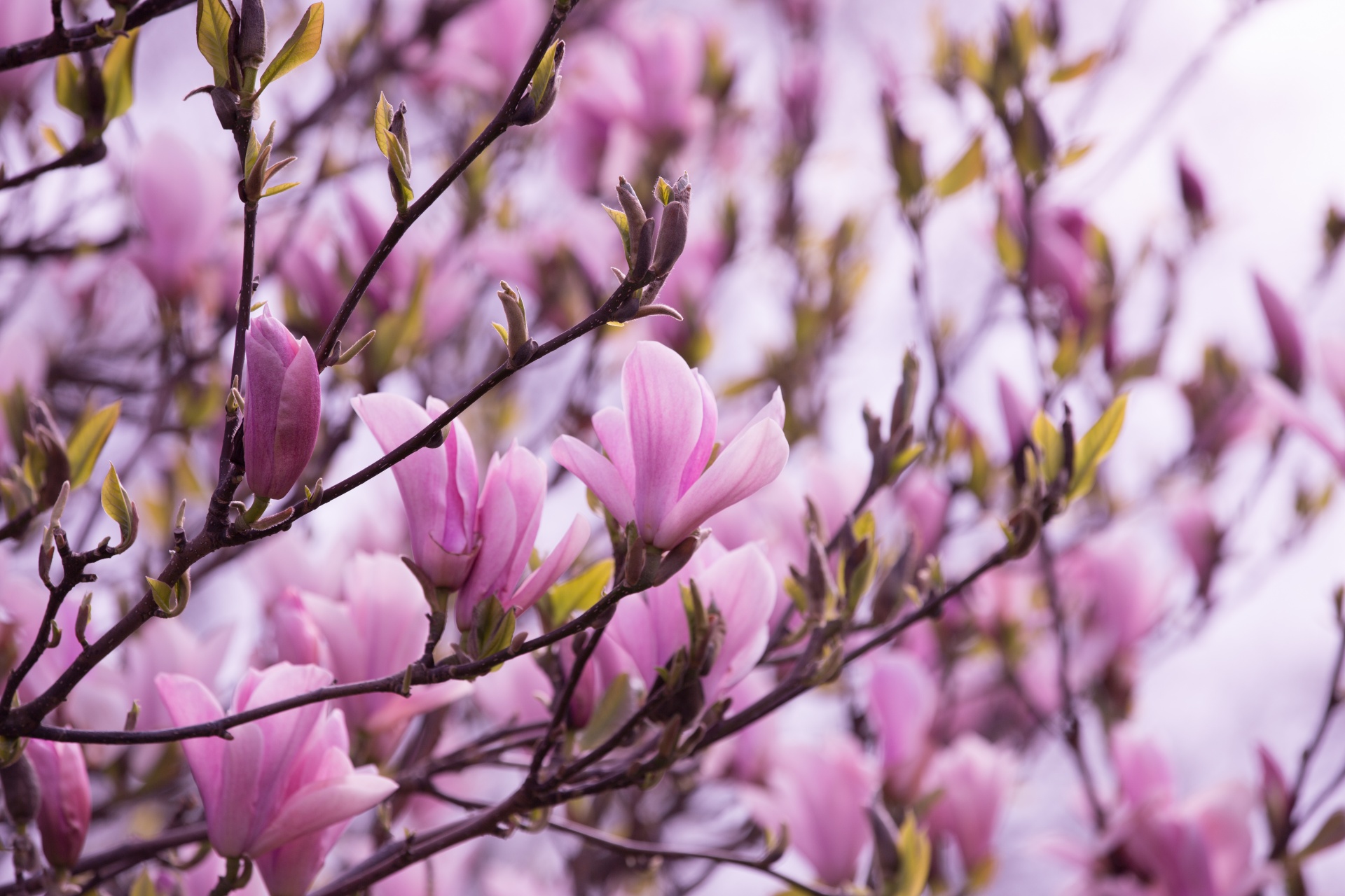 magnolia tree chinese free photo