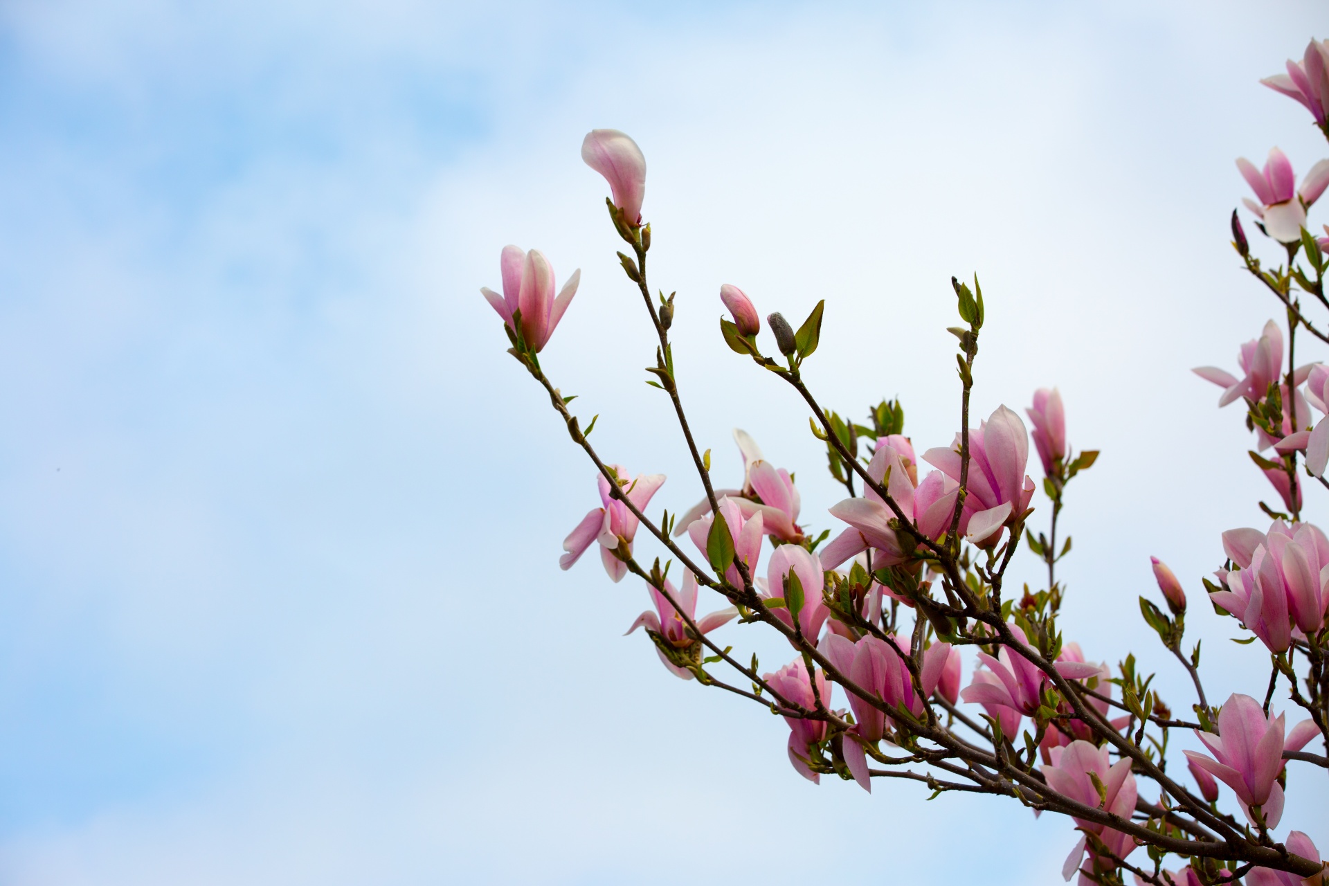 magnolia tree chinese free photo