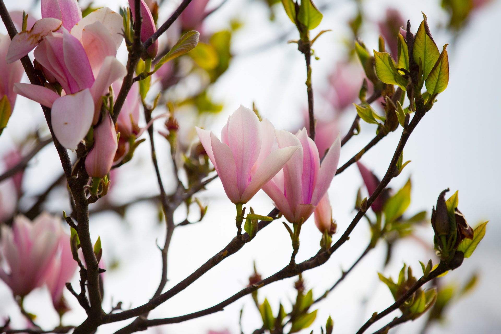 magnolia tree chinese free photo