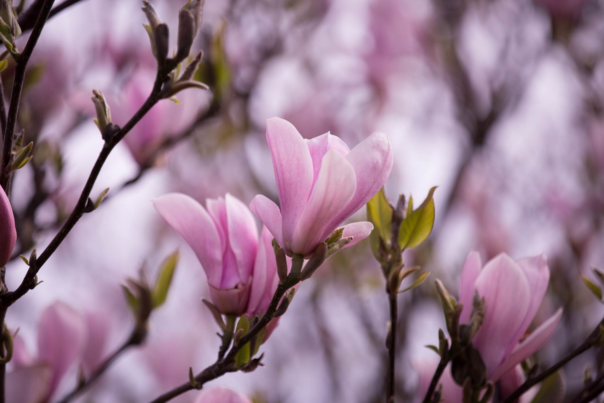 magnolia tree chinese free photo