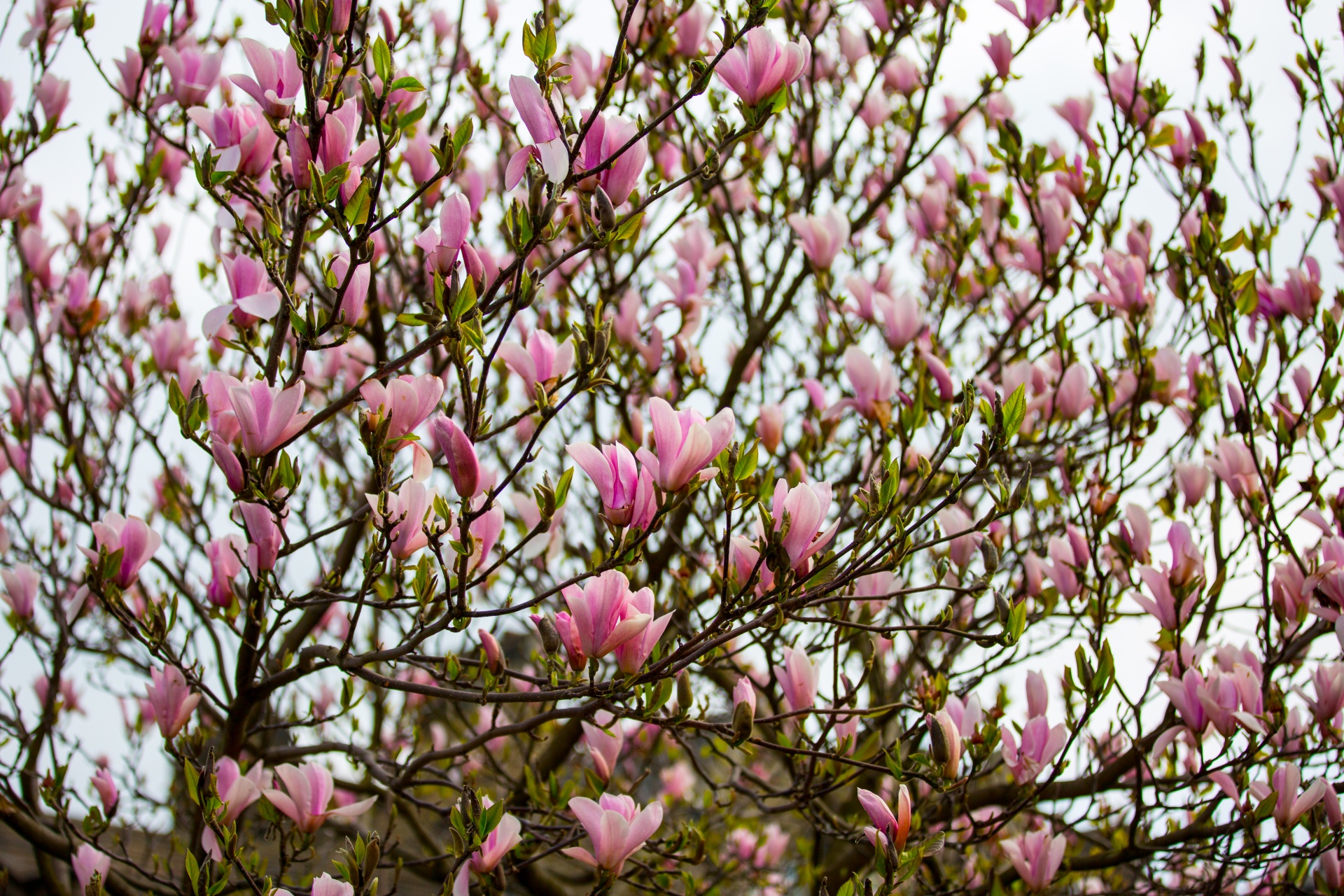 magnolia tree chinese free photo