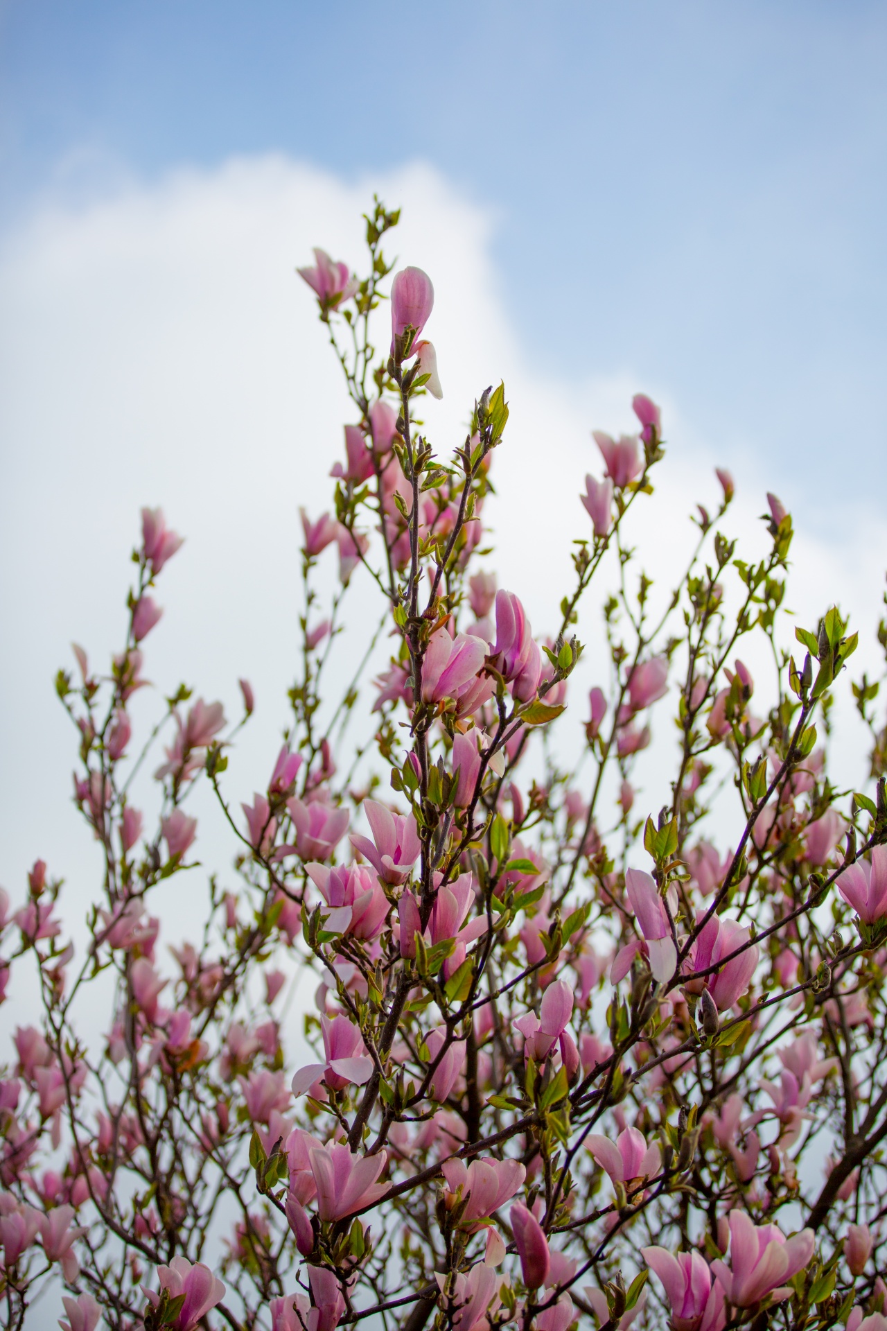 magnolia tree chinese free photo