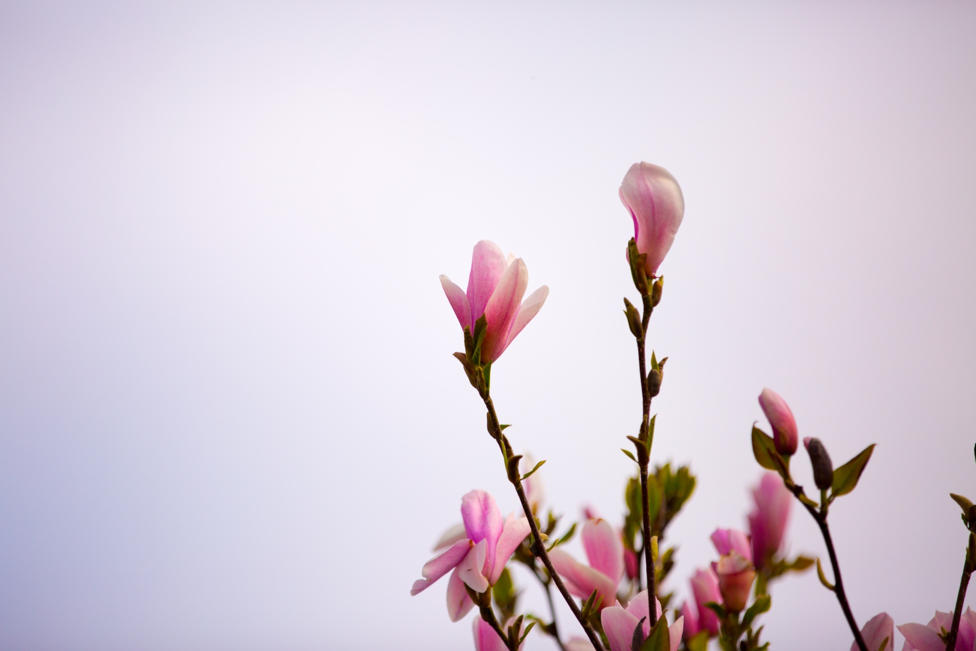 magnolia tree chinese free photo