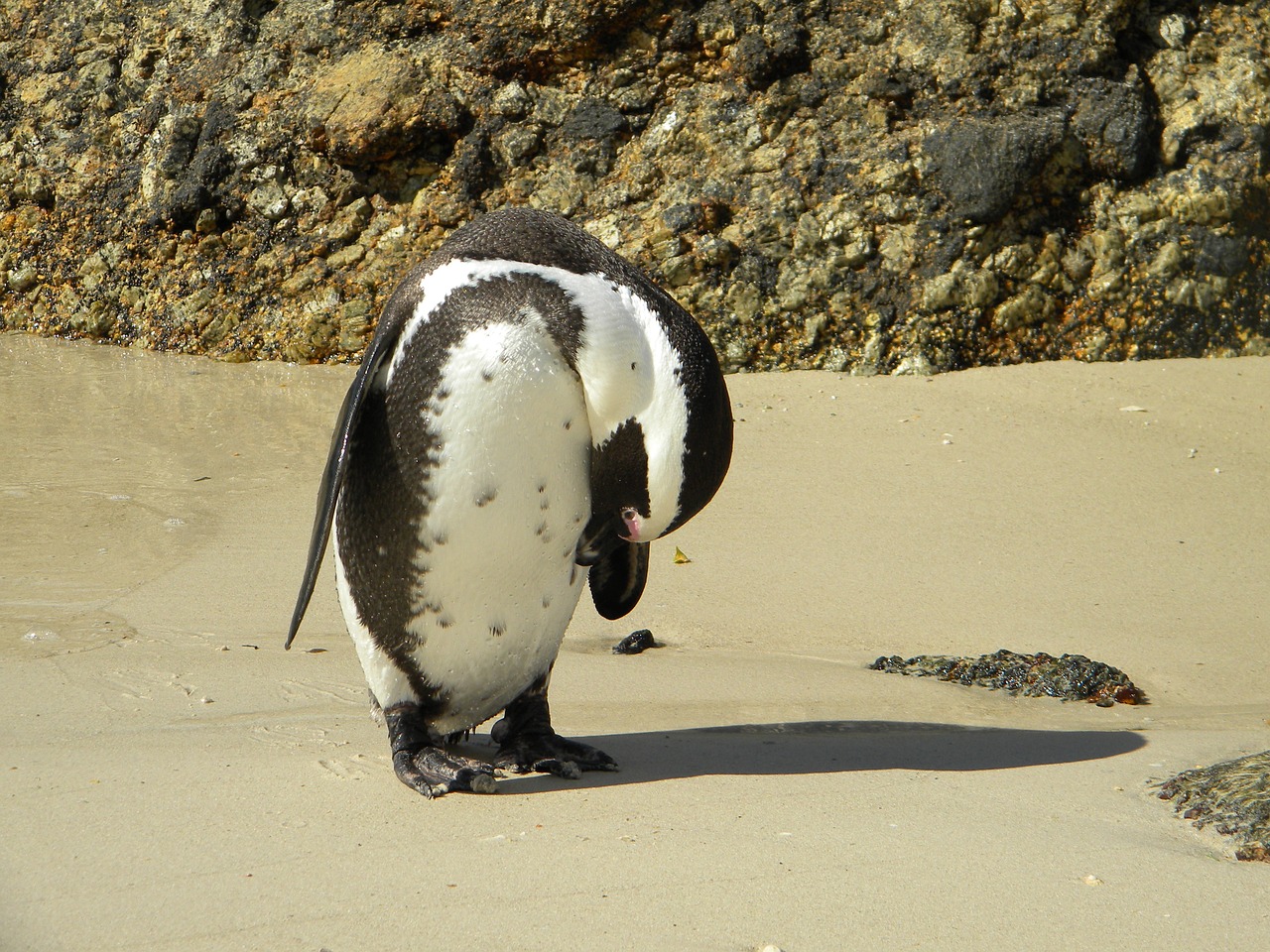 pingivn bird beach free photo