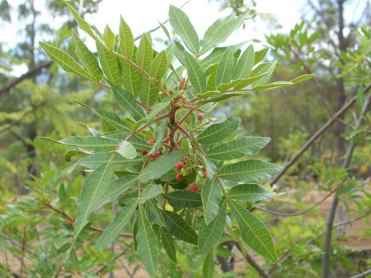 fruit seed shrubs free photo