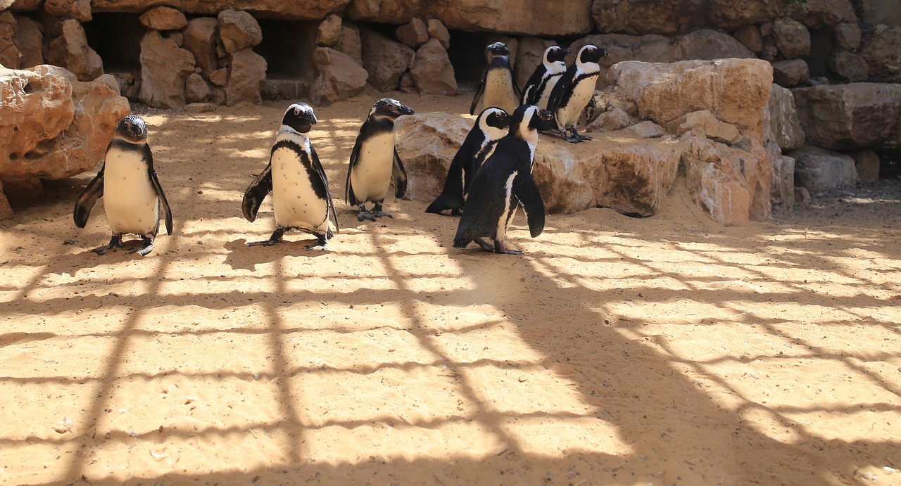 pinguine sand animal free photo