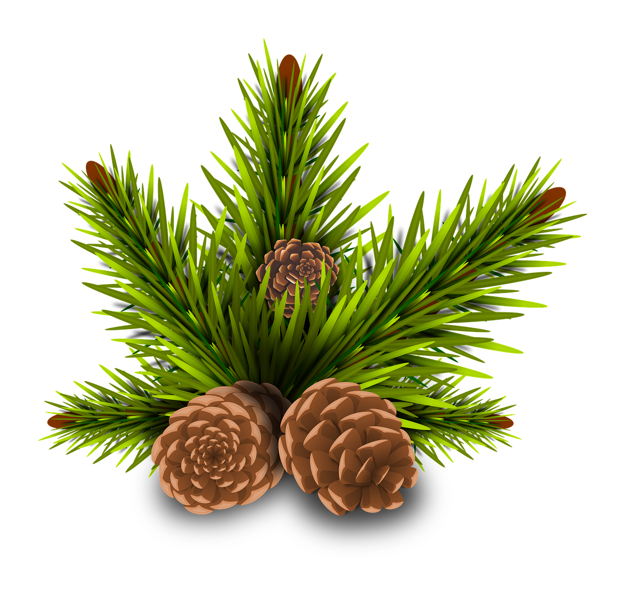 pinheiro pine cones tree free photo