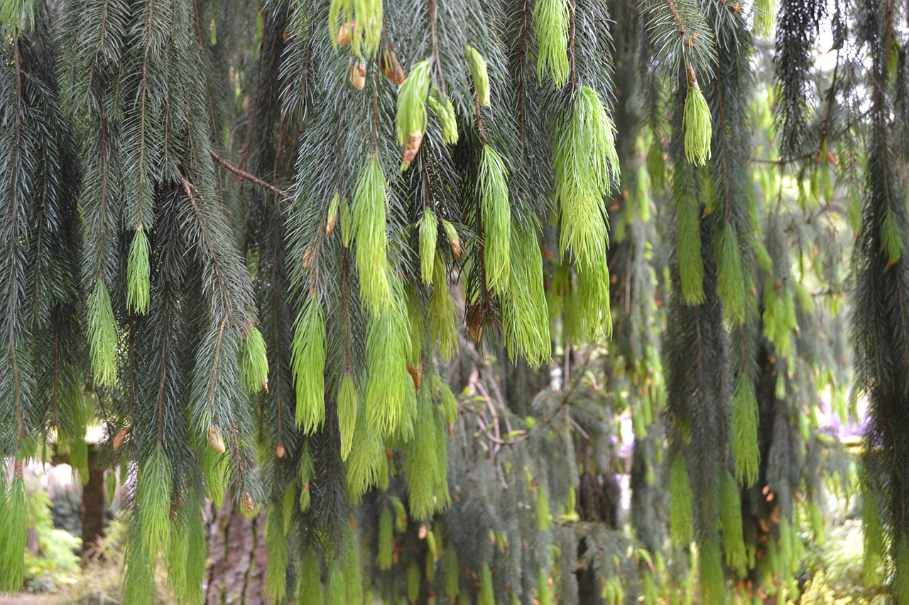 pinheiro plant nature free photo