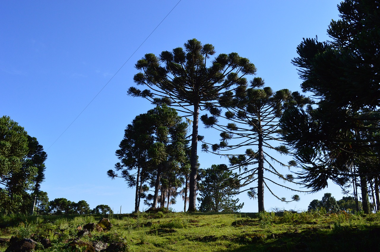 pinheiro sky nature free photo