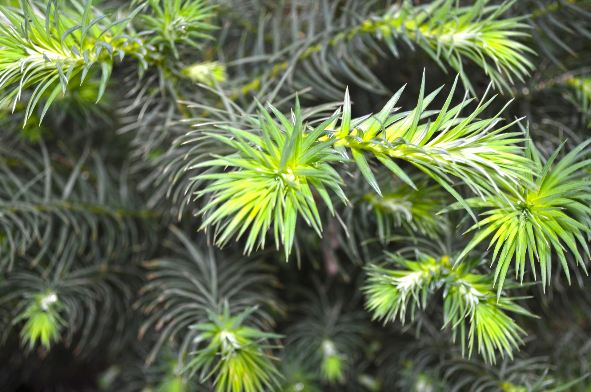 pine tree green pine tree green free photo