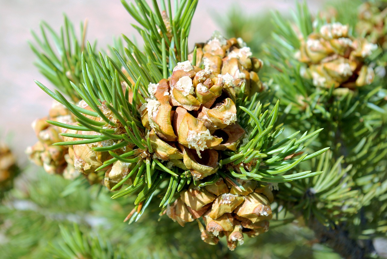 pinion pine cones  pine  cones free photo