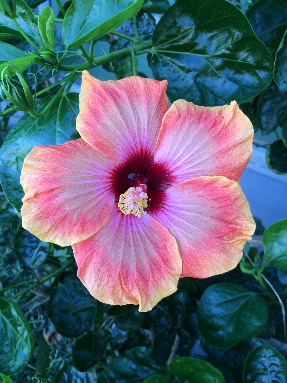 pink hibiscus flower free photo