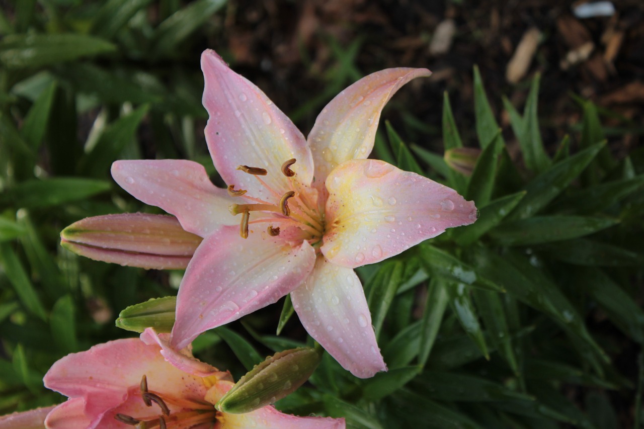 pink flower lily free photo