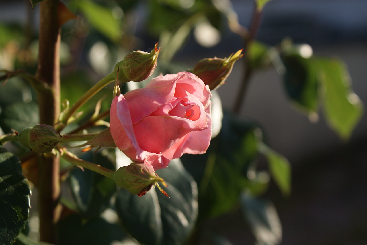 pink flower pink flowers free photo