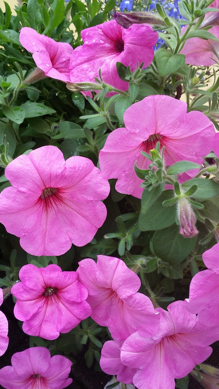 flower pink garden free photo