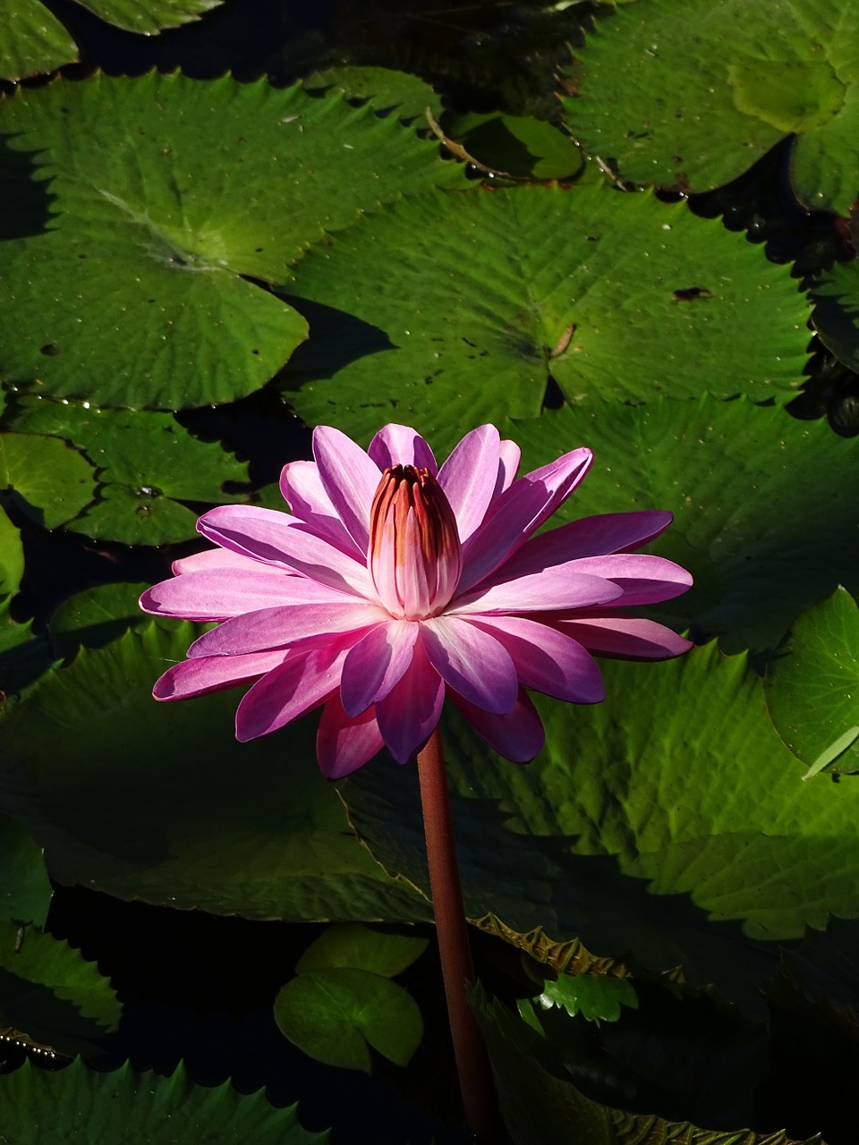 waterlily pink flower free photo