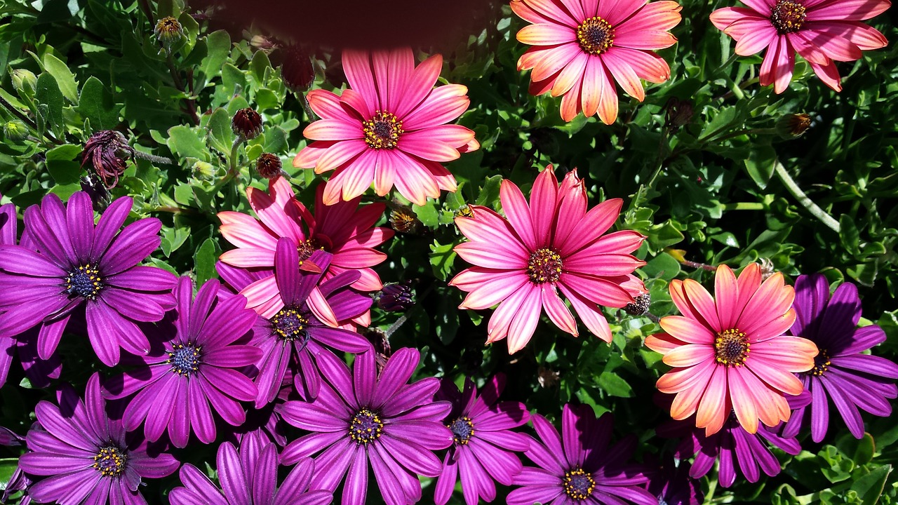 daisies pink violet free photo